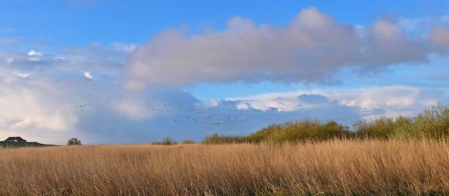 Gänse in der Luft (April 2016)